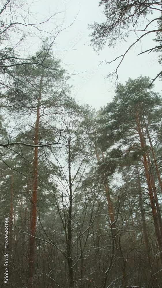 Snow gently falls in a pine forest as the view shifts upward towards the sky tall evergreen trees create a serene and magical winter atmosphere with natural beauty and peaceful surroundings. Snow gently falls in a pine forest as the view shifts upward towards the sky tall evergreen trees create a serene and magical winter atmosphere with natural beauty and peaceful surroundings.