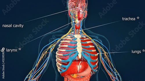 Mechanism of exhalation and inhalation of lungs