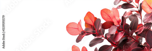 Obraz na płótnie Photorealistic Cotinus with copy space, Cotinus plant setting, isolated on white flower w salonie