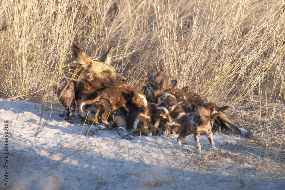 Obraz premium African Wild Dog, Lycaon pictus, african painted dog staring directly at camera. Moremi game reserve, Botswana. Low angle photo, african wildlife theme.