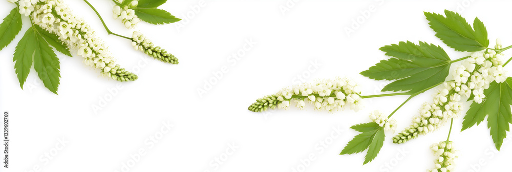 Black Cohosh with white space, photorealistic Black Cohosh flower, isolated on white Black Cohosh