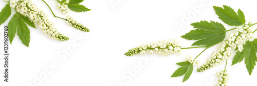 Obraz na płótnie Black Cohosh with white space, photorealistic Black Cohosh flower, isolated on white Black Cohosh w salonie