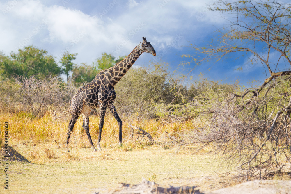 Obraz premium The giraffe is an African artiodactyl mammal, the tallest living terrestrial animal and the largest ruminant. Botswana, Moremi reserve