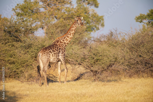 The giraffe is an African artiodactyl mammal, the tallest living terrestrial animal and the largest ruminant. Botswana, Moremi reserve