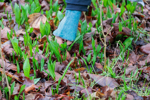 Foraging wild garlic in spring forest, Augsburg, Siebenbrunn, Germany, March 14, 2025 photo
