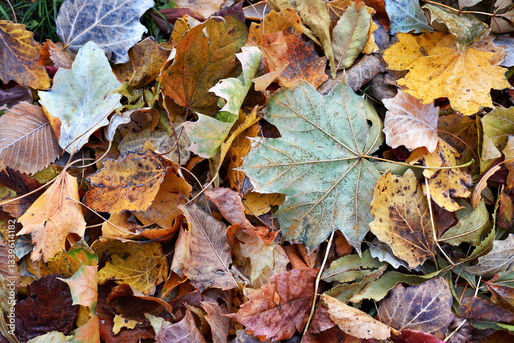 Dry leaves on the ground in a beautiful autumn forest. autumn background, fallen leaves in a forest or park. Grove. selective soft focus. autumn colors, beautiful season. autumn season, first frosts Dry leaves on the ground in a beautiful autumn forest. autumn background, fallen leaves in a forest or park. Grove. selective soft focus. autumn colors, beautiful season. autumn season, first frosts