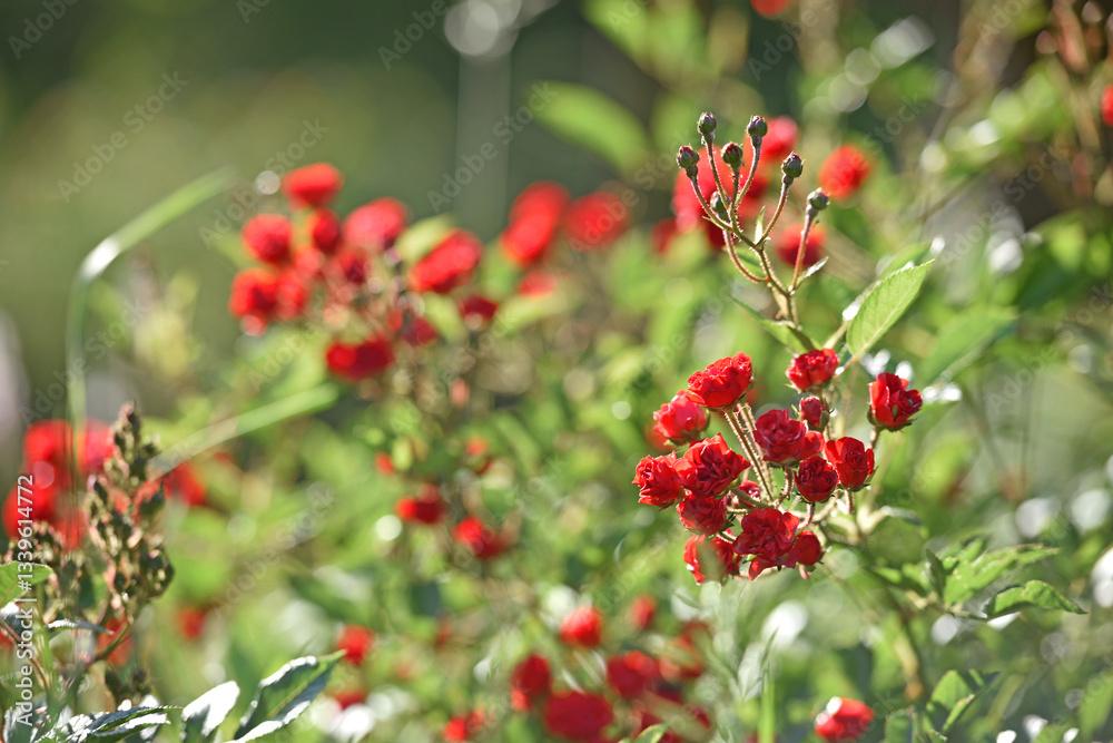 bush of tender red rose on a green background. Red roses in the sun, blooming roses in the park, for a designer, a festive bouquet for a postcard, roses in a botanical garden bush of tender red rose on a green background. Red roses in the sun, blooming roses in the park, for a designer, a festive bouquet for a postcard, roses in a botanical garden