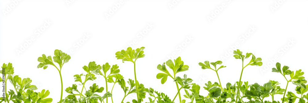 Chervil with copy space, photorealistic Chervil plant, isolated on white Chervil with copy space, photorealistic Chervil plant, isolated on white