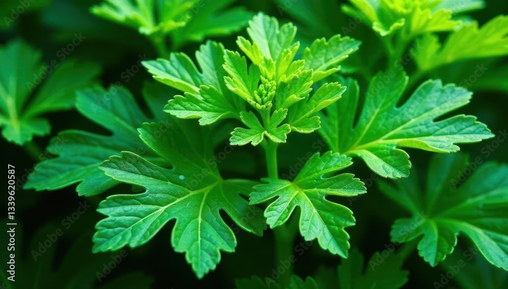 Intricate parsley leaves forming a natural design , spring, fresh Intricate parsley leaves forming a natural design , spring, fresh