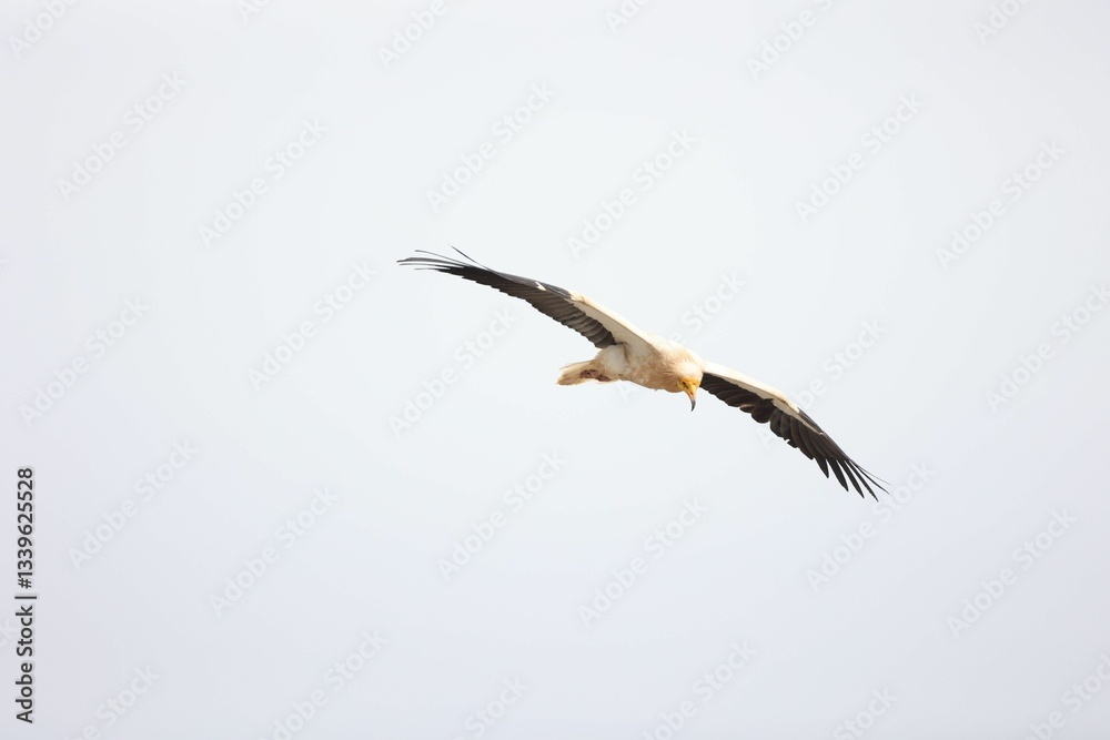 Obraz premium Greifvogel I