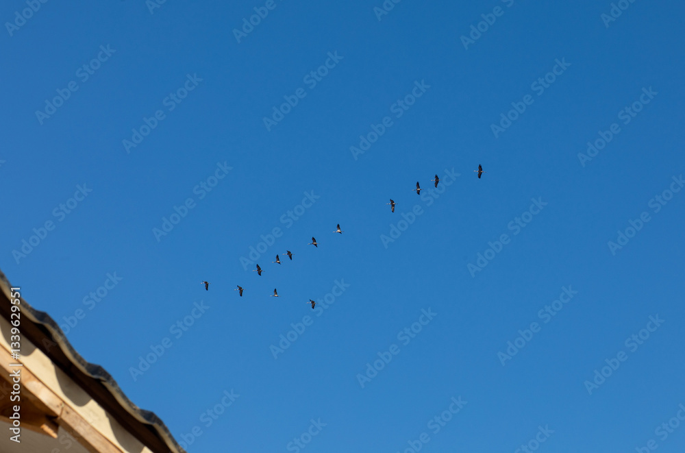 Fototapeta premium Spring flight of cranes.