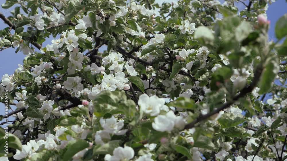 Apple blossom in early spring. There are a lot of white apple blossoms against the blue sky. Apple blossom in early spring. There are a lot of white apple blossoms against the blue sky.