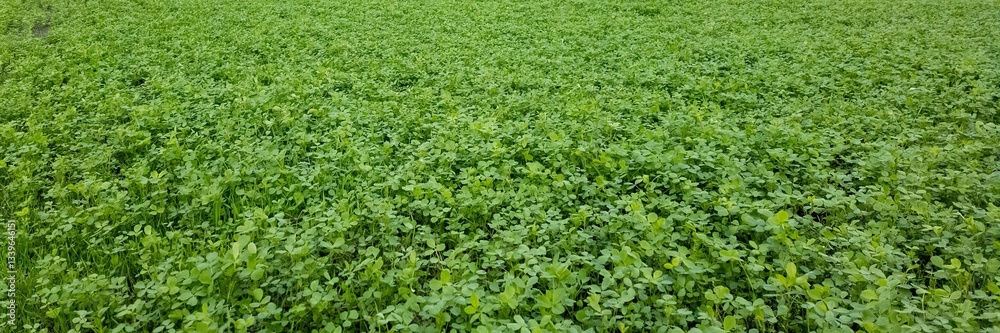 Lush green clover field, springtime renewal, St Patrick's Day symbol, natural tranquility, eco-friendly landscape Lush green clover field, springtime renewal, St Patrick's Day symbol, natural tranquility, eco-friendly landscape