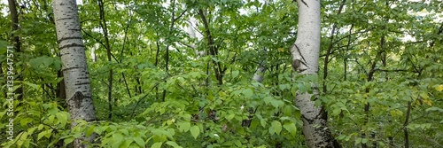 Wallpaper Mural Lush green forest with birch trees, vibrant natural landscape, perfect for Earth Day or eco-themed projects Torontodigital.ca