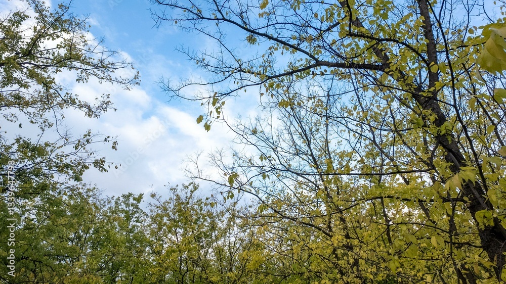 Obraz premium Sunny day in a lush forest with budding spring leaves, nature rejuvenation, Earth Day