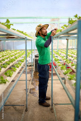 Focused farmer inspecting hydroponic lettuce in greenhouse
