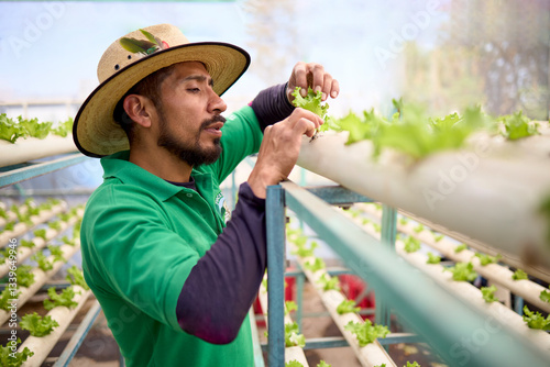 Man planting hydroponic lettuce in an innovative greenhouse