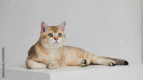Funny Scottish Fold cat with beautiful big eyes in gray background. Free space for text.