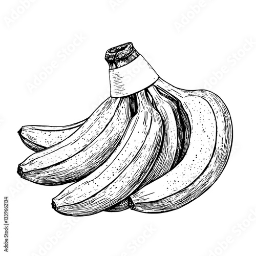 Illustration of beautifully detailed engraved bananas captured in vintage black and white style showcasing premium hand-drawn artistry