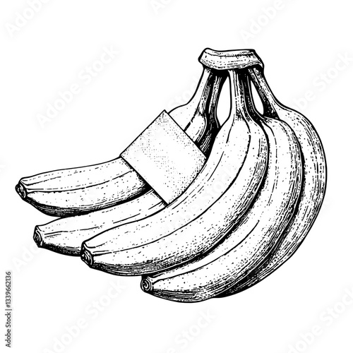 Intricate hand-drawn illustration of vintage bananas showcasing exquisite engraved details and a classic design