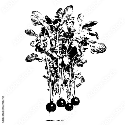 Elegant hand-drawn illustration of radishes showcasing vintage design elements in black and white
