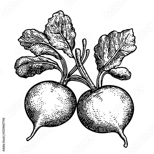 Engraved illustration of vintage radishes showcasing intricate hand-drawn details and premium artistry in black and white design