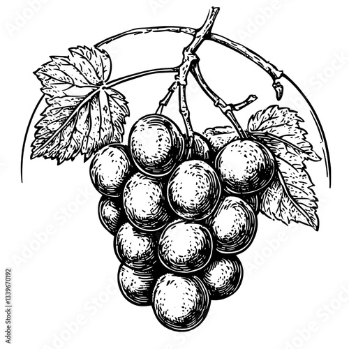 Vintage engraved illustration of a grape cluster showcasing intricate details and craftsmanship