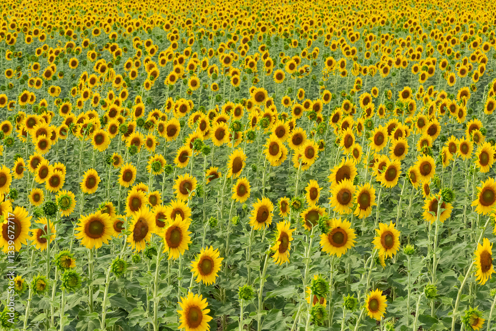 yellow flowers, agricultural products. photos of sunflowers.