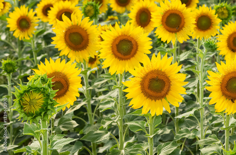 yellow flowers, agricultural products. photos of sunflowers.