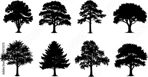 various deciduous trees silhouettes on the white background. vector set. PNG white background
