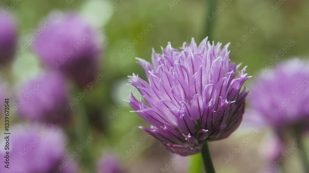 Onion flower. Spring. Close-up. Onion flower. Spring. Close-up.