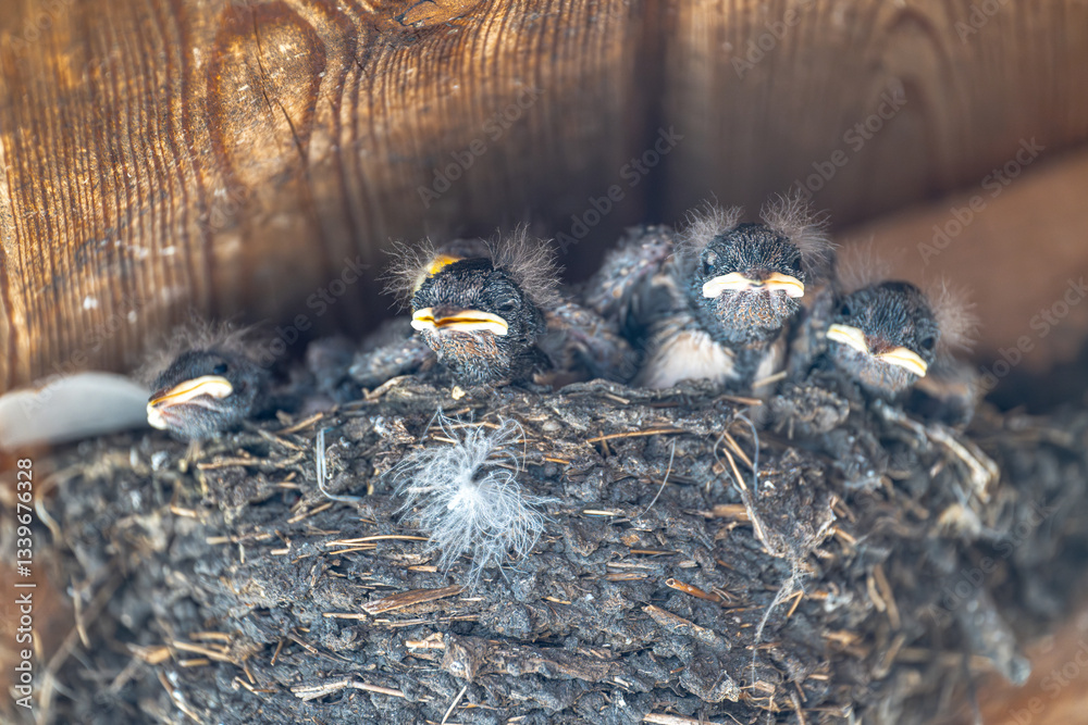 Barn Swallow (Hirundo rustica) Chicks waiting for the next Meal, Germany