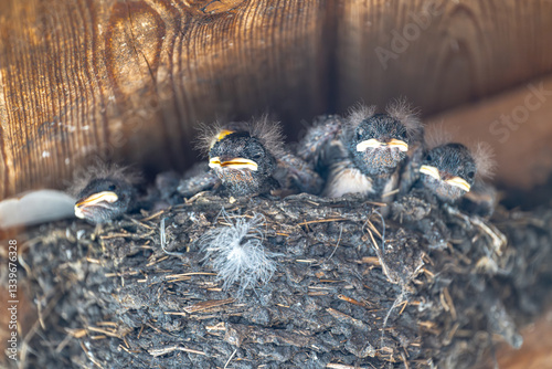 Barn Swallow (Hirundo rustica) Chicks waiting for the next Meal, Germany