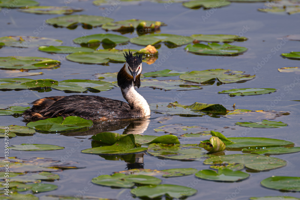 Great Crested Grebe (Podiceps cristatus) in Summer on the Steinhuder Meer, Germany
