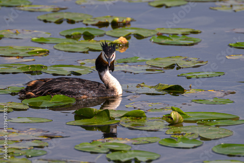 Obraz na płótnie Great Crested Grebe (Podiceps cristatus) in Summer on the Steinhuder Meer, Germany w salonie