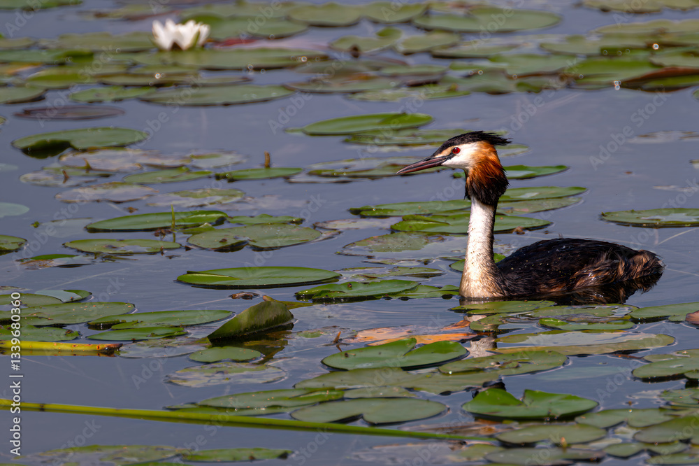 Great Crested Grebe (Podiceps cristatus) in Summer on the Steinhuder Meer, Germany