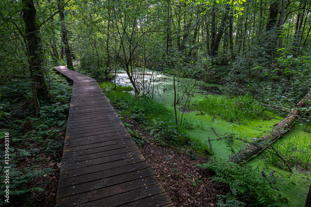 On the Way to the Grossenheidorner Beobachtungsturm, Steinhuder Meer, Germany