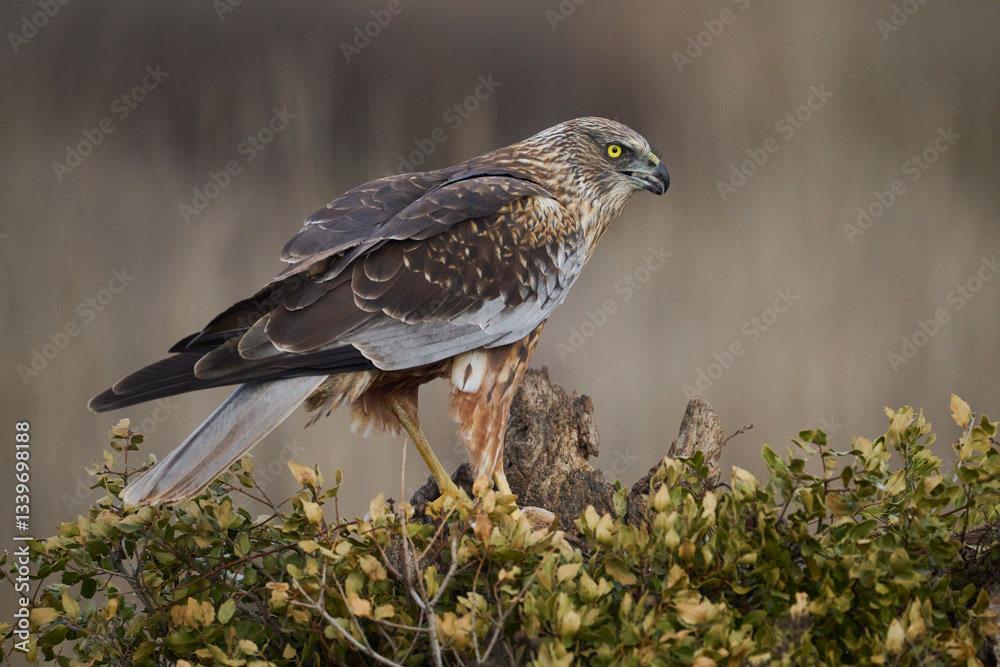 Red kite perched alertly, ready to hunt in its natural habitat Red kite perched alertly, ready to hunt in its natural habitat