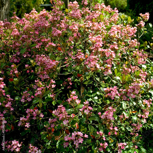 Giardino fiorito