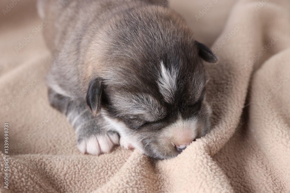 One tiny puppy sleeping on beige blanket, closeup One tiny puppy sleeping on beige blanket, closeup