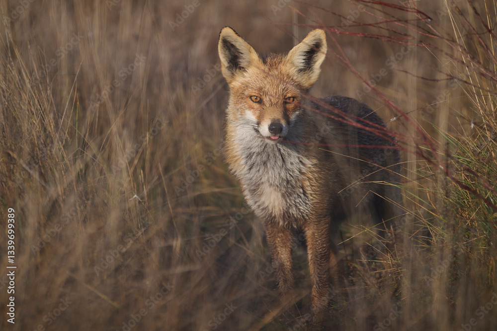Alert fox standing in tall grass, gazing forward