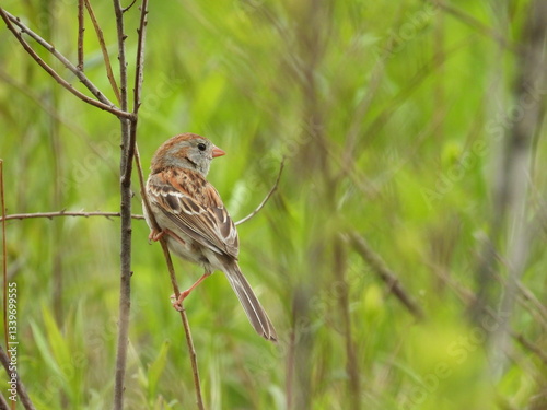 Field sparrow perched on a branch, within the Canaan Valley National Wildlife Refuge, Tucker County, Davis, West Virginia.