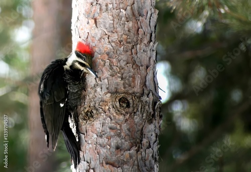 Canvas Print Pile acted Woodpecker on a pine tree in wisconsin