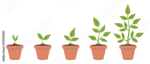 Green plant in a pot. Growth phases of a plant from small sprout to tree. Growing seedling stages set. Planting infographic. Vector illustration on white background.
