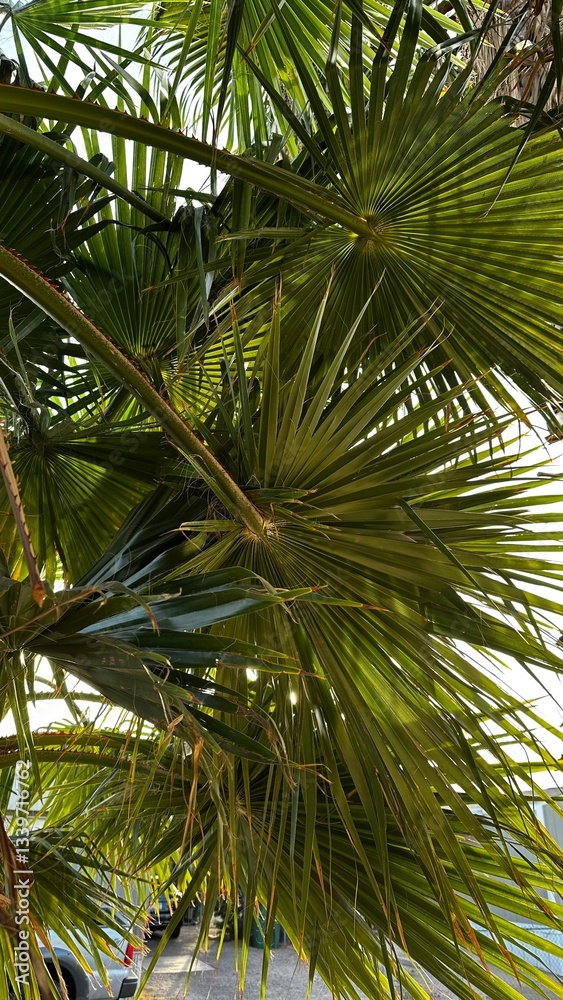 Fototapeta premium palm trees