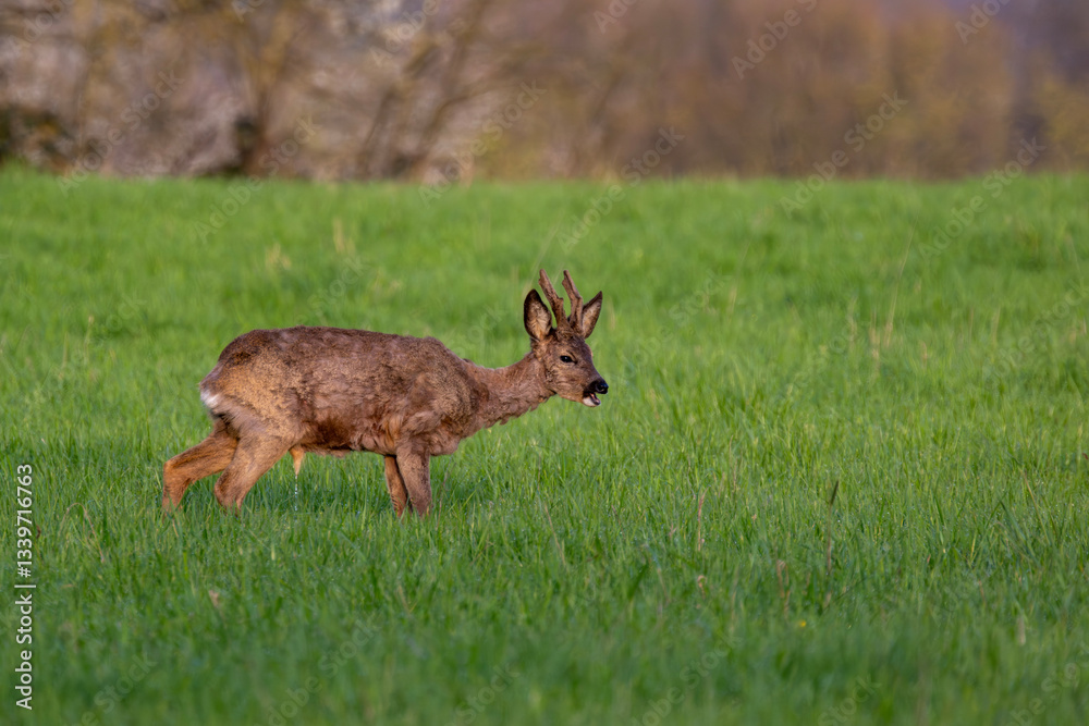 Pinkelnder Rehbock auf einer Wiese Pinkelnder Rehbock auf einer Wiese