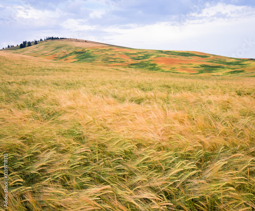 Ripening barley and lentils in the Palouse, summer, Washington