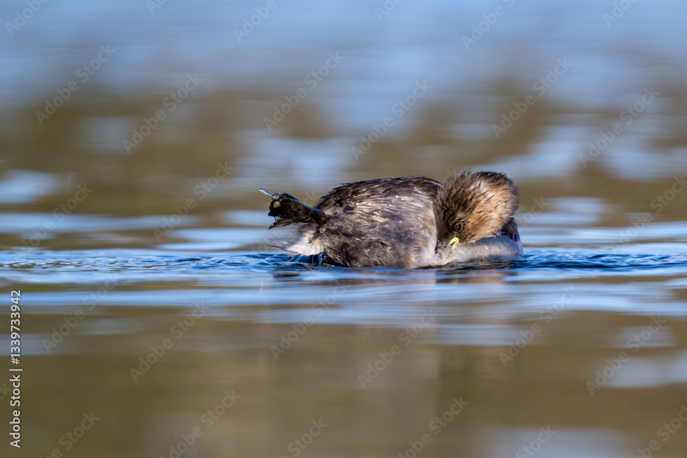 Fototapeta premium Zwergtaucher mit ausgestrecktem Bein bei der Gefiederpflege