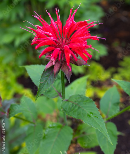 Jacob Cline' Monarda is a colorfully vibrant, mildew-resistant variety of the cherished Bee Balm plant. Loved by both gardeners and hummingbirds, crimson red crown