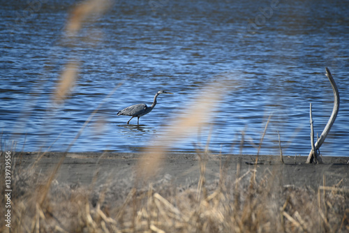 Great Blue Heron hunting for fish in a salt marsh in the Delaware Bay Rehoboth beach Atlantic ocean